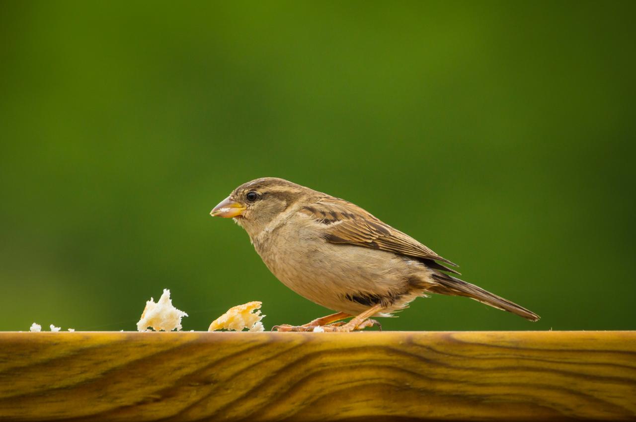 Can I Feed Bread to Birds: Simple Guide to Feeding Birds